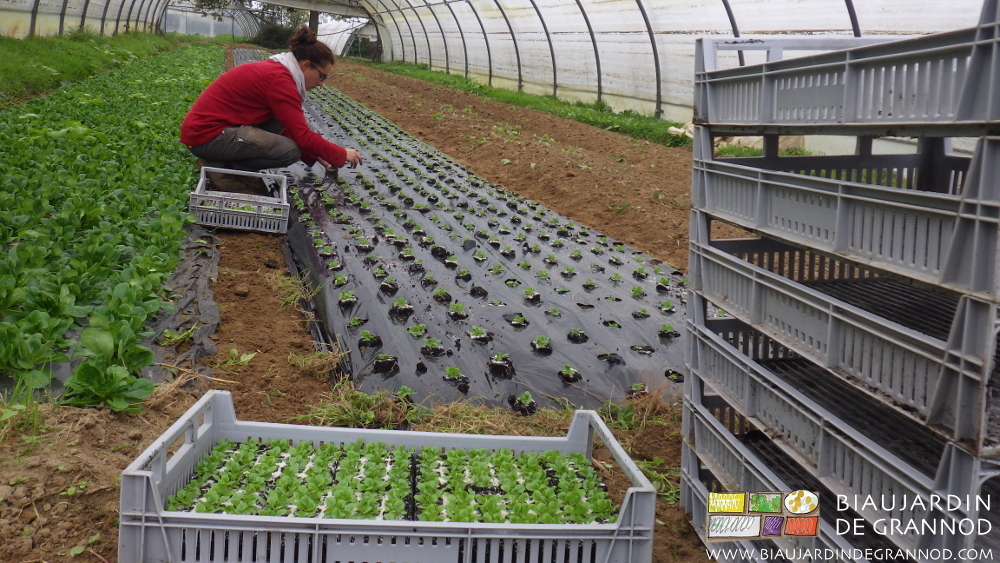 photo du repiquage manuel des mottes de mâche superficiellement sur une planche permanente