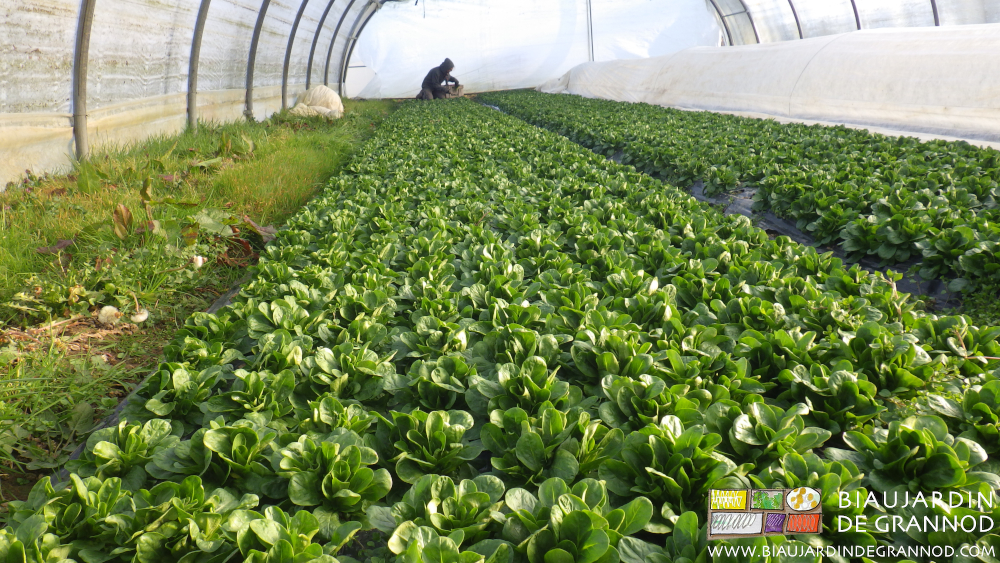 photo de récolte de mâche sous tunnel ensoleillé