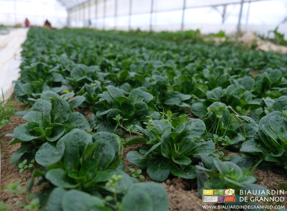 photo de planches de mâche sur sol nu avec des adventices malgré les binages manuels