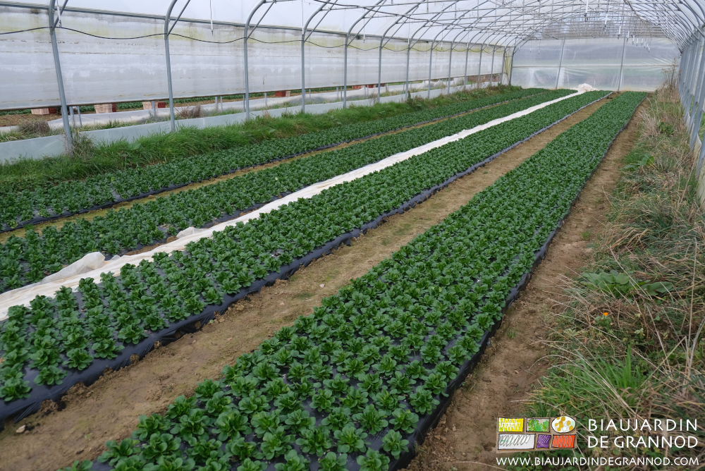 photo d'un tunnel de mâche en culture par temps gris