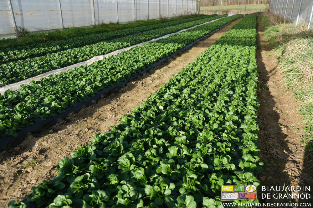 photo de planches de mâche en végétation sous tunnel par un beau soleil d'hiver