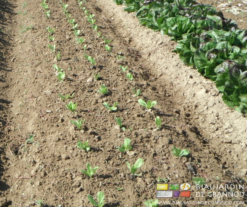 photo de la terre après binage manuel superficiel