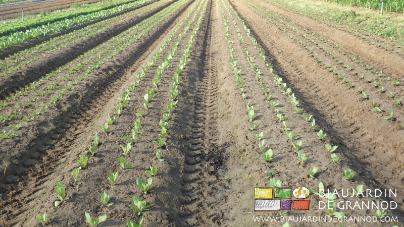 photo de planches de salade récemment plantées