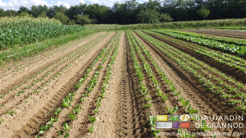 photo des lanches de salade binées voire légèrement buttées