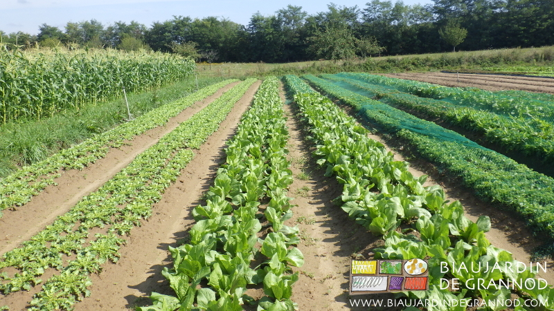 photo de planches de salade en pleine végétation