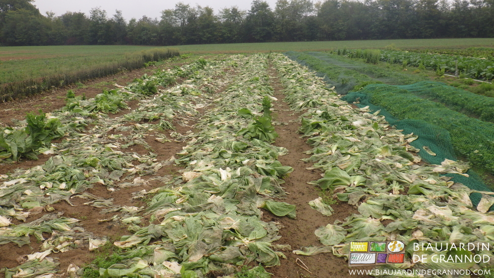 photo de planche complètement couverte de feuilles laissées après récolte
