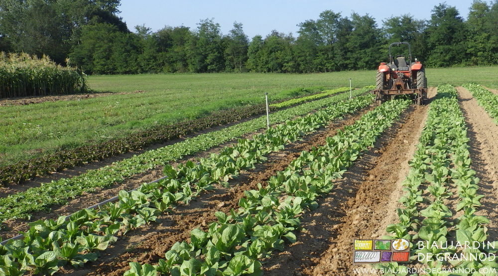 photo du binage d'allée au tracteur dans le carré de salade
