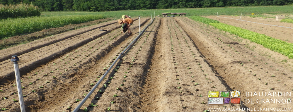 photo de la plantation manuelle des mottes de salade