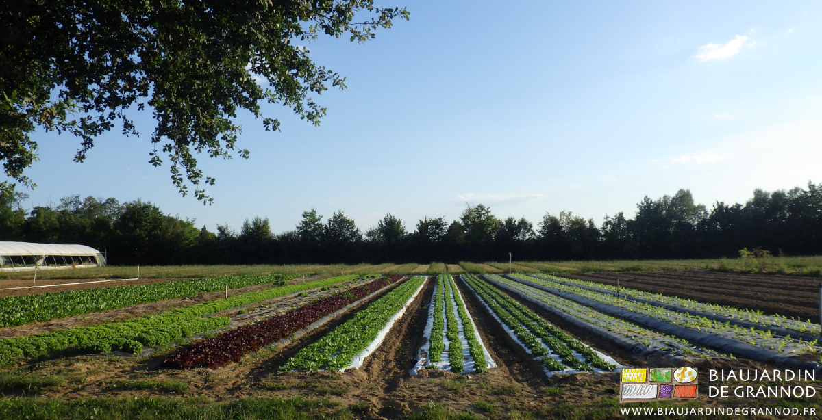 photo de l'échelonneùment des repiquages du carré de salade