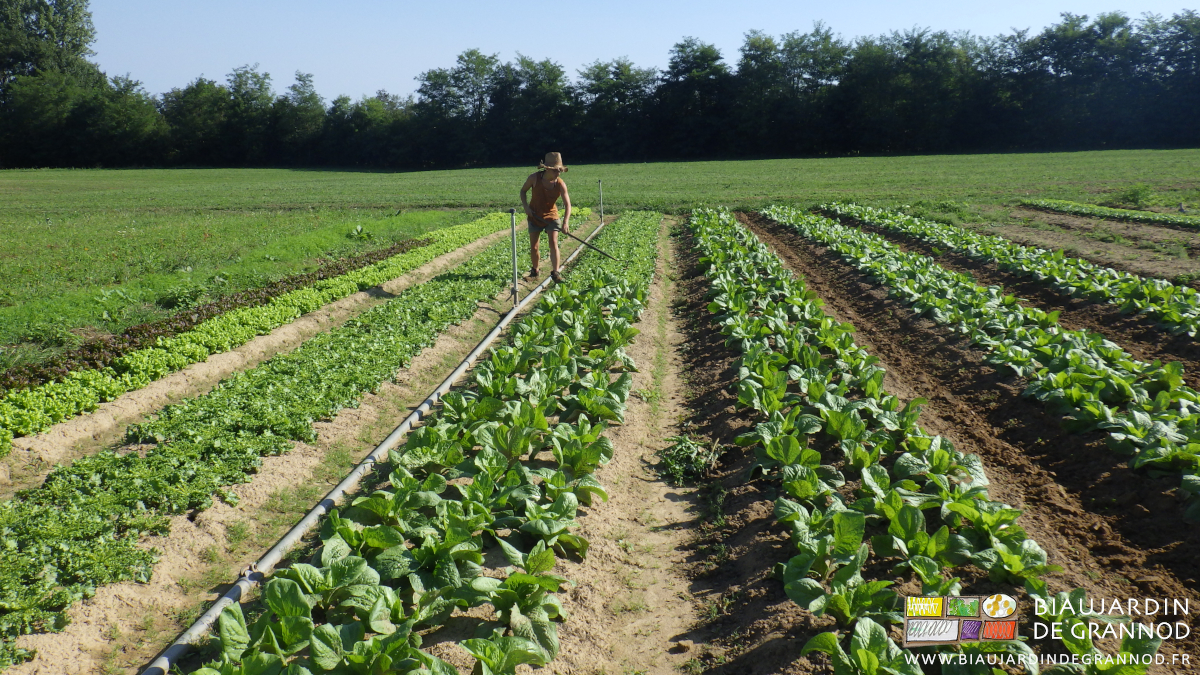 photo de binage manuel de planches de salade d'automne en plein champ