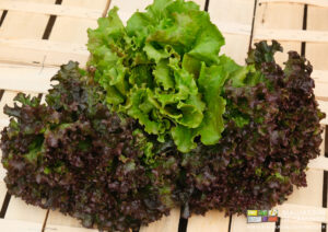 photo en cagette bois de batavia