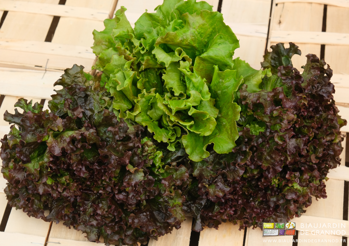 photo en cagette bois de batavia