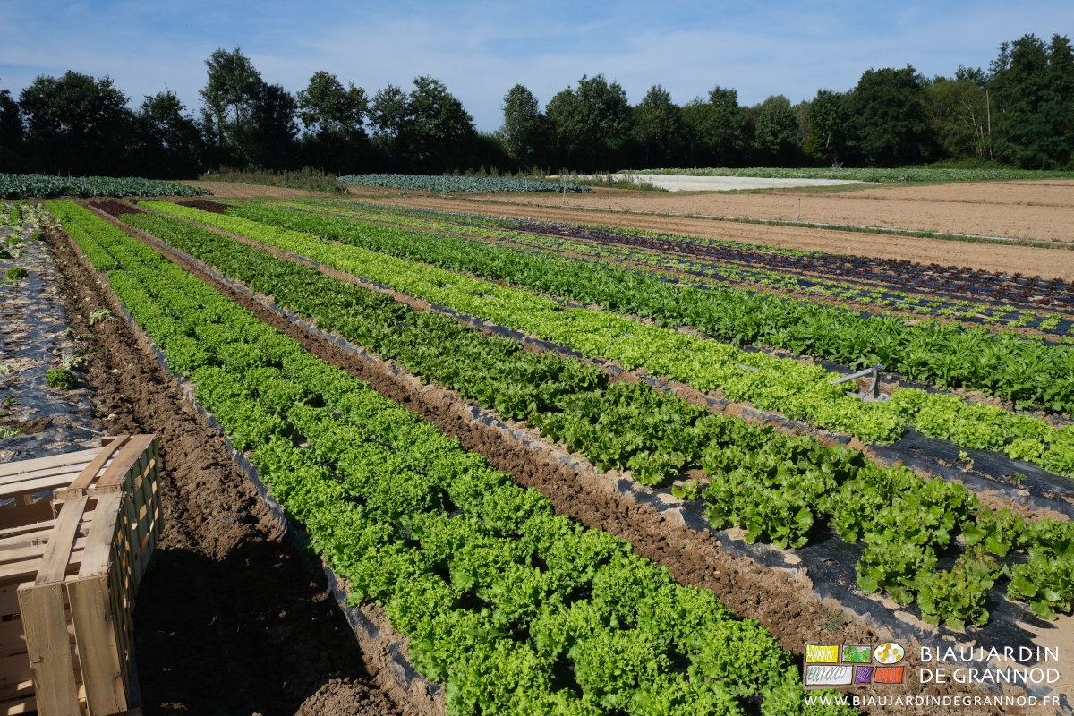 photo ensoleillée des allées binées mécaniquement entre planches filmées en biodégradable