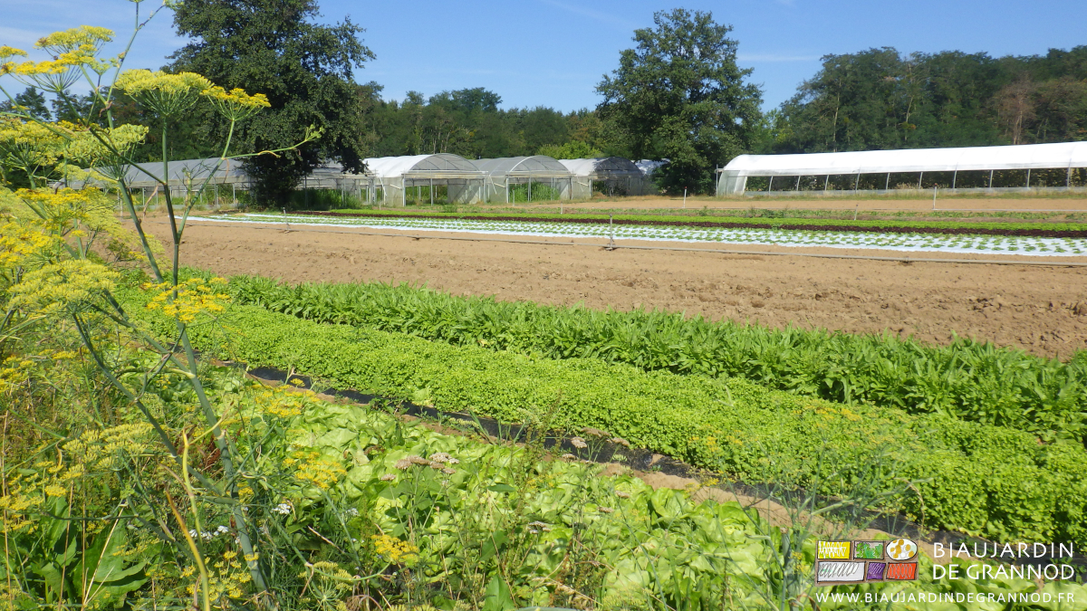 photo d'une bande fleurie en bordure d'un carré de salade