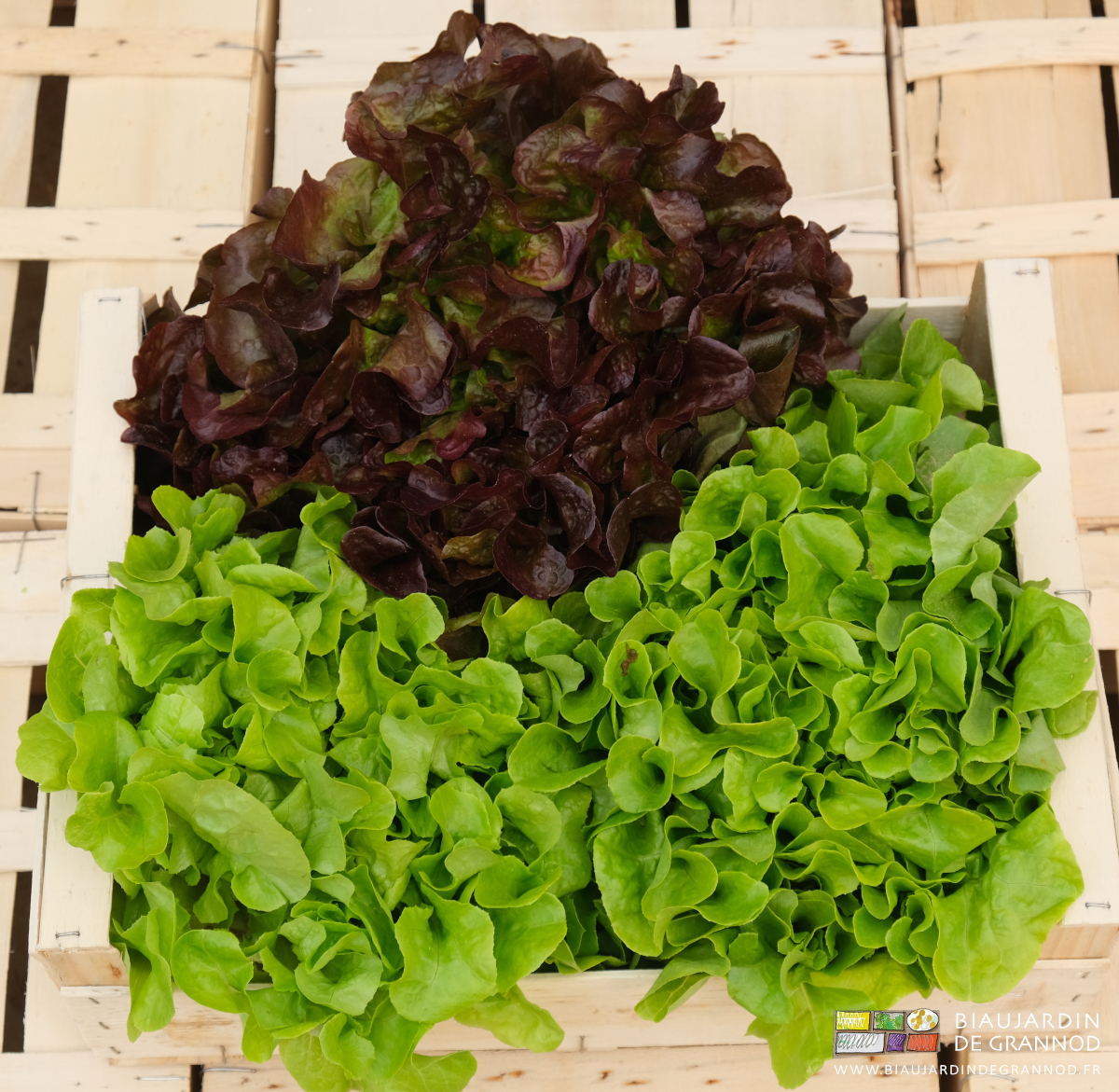 photo sur cagette bois de feuille de chêne rouge et de verte