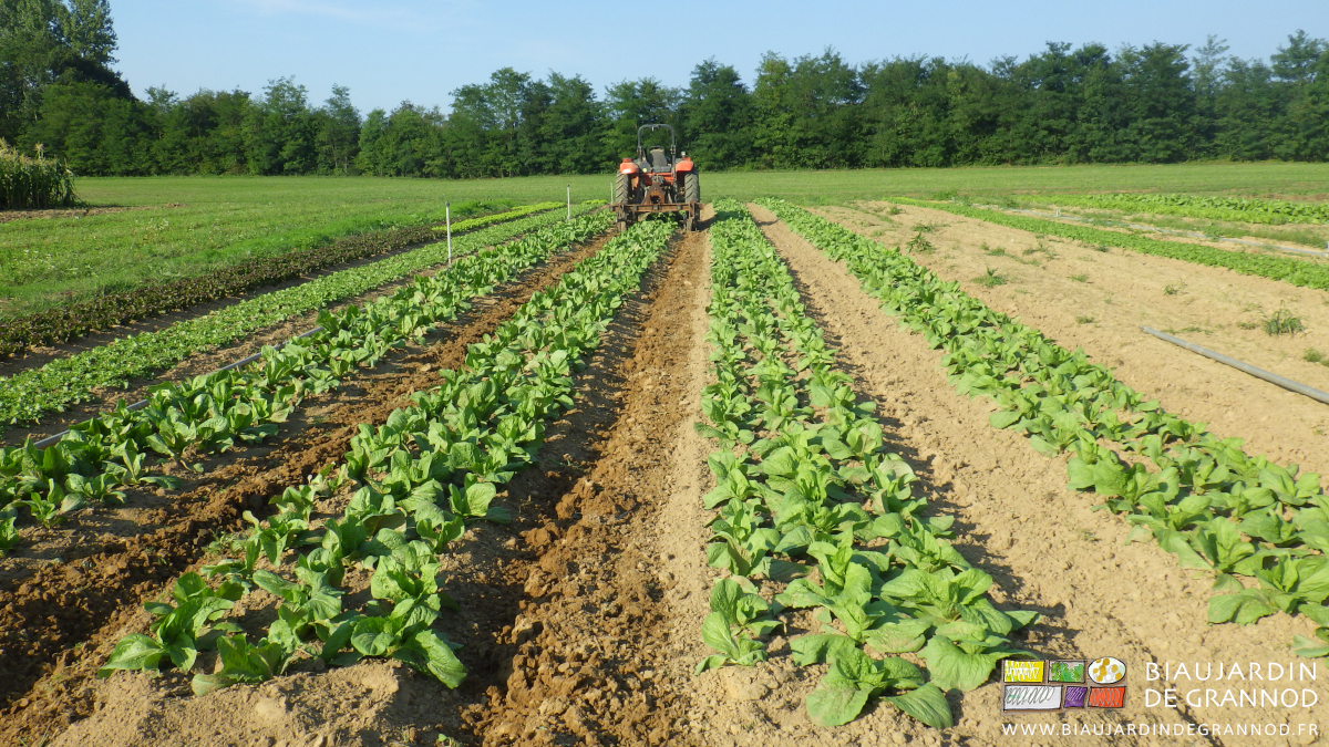photo de biange au tracteur des allées entre planches de salade