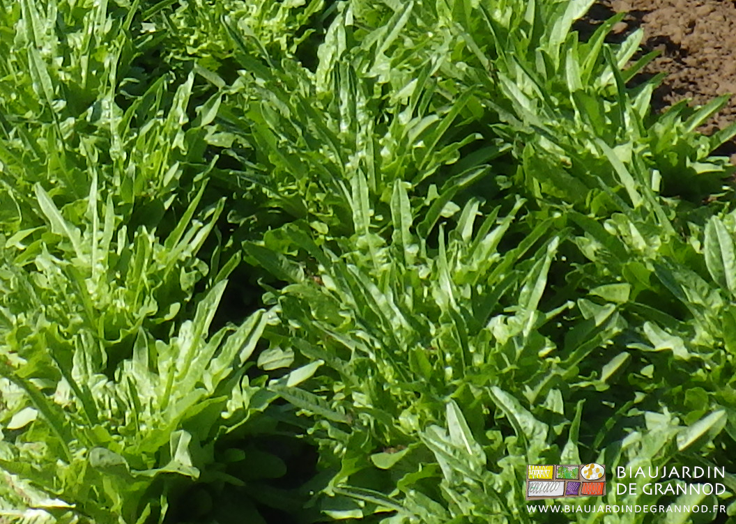 photo de cressonnette au stade récolteau champ