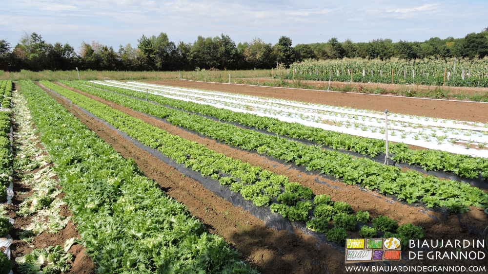 photo d'un carré de salade avec essai de paillages de différentes couleurs