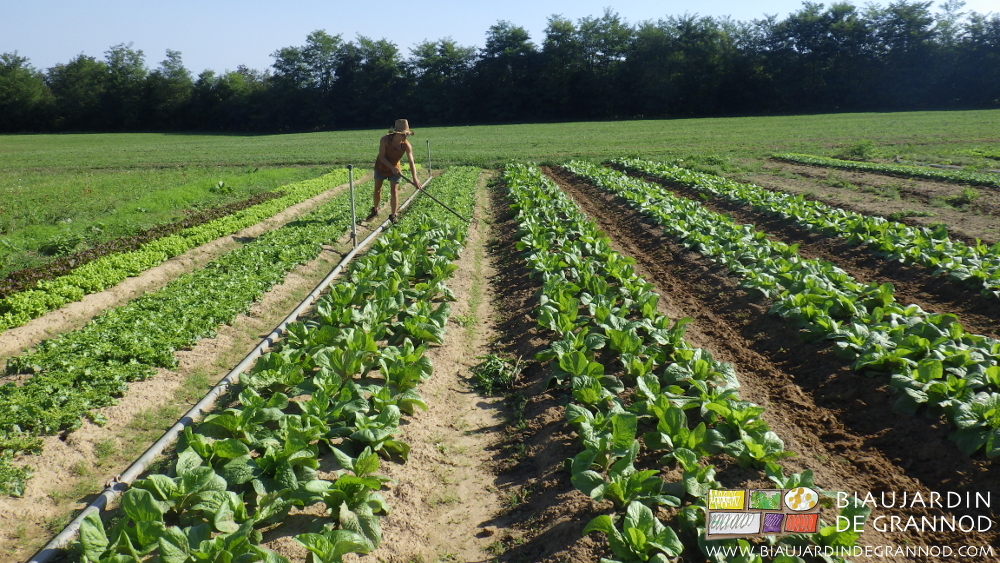 photo de binage manuel de planches de salade
