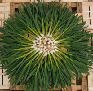 photo d'ail vert rangé en soleil sur cagette bois