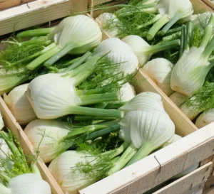 photo de fenouil paré et rangé en caisse bois