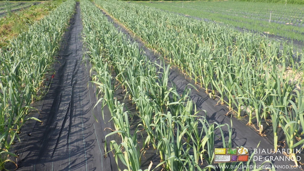 photo des planches filmées d'ail aux feuilles bien vertes de végétation en mai