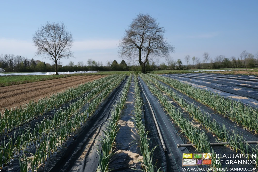 photo du carré d'ail sous le soleil de début de printemps à côté des chênes