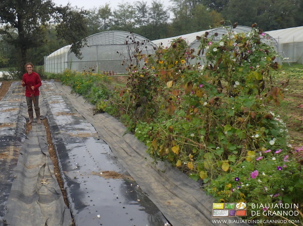 photo d'une biau jardinière fixant des toiles d'allée près d'une haute bande fleurie de tanaisie, capucine, mauve