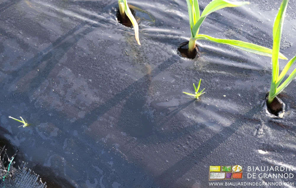 photo d'adventice en cours de développement à travers une microperforation