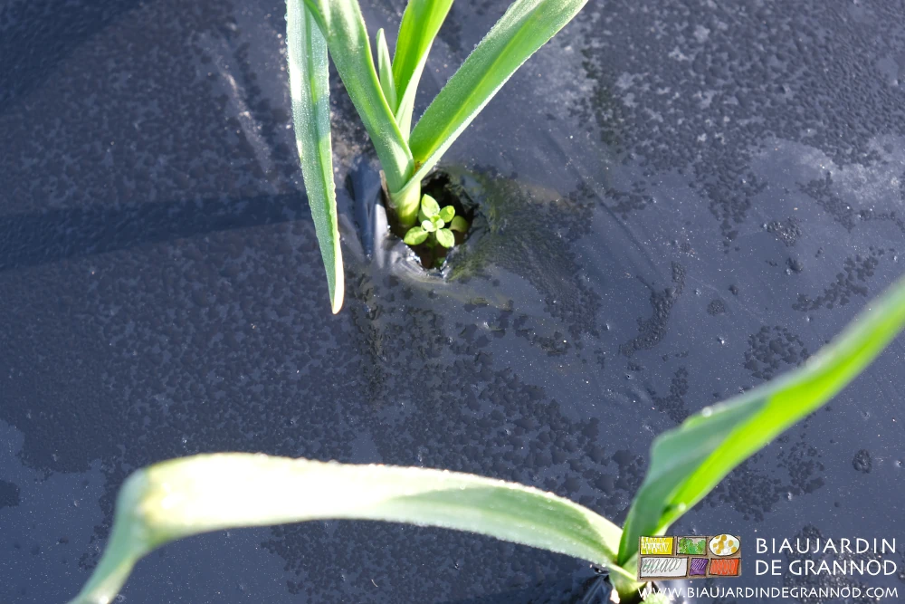 photo d'une adventice en train de s'installer dans un trou de plantation sur planche filmée