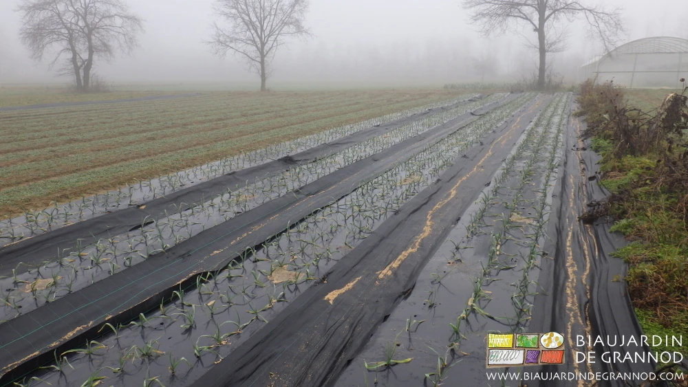 photo par temps gris et brouillard bressan de notre carré d'ail en début de pousse