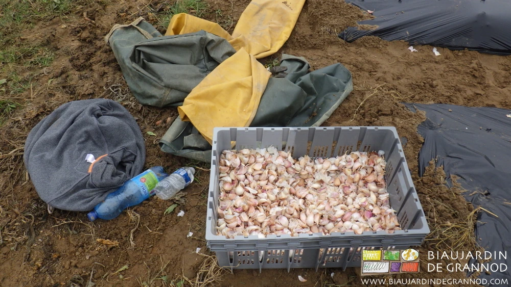 photo des accessoires pour la plantation de l'ail