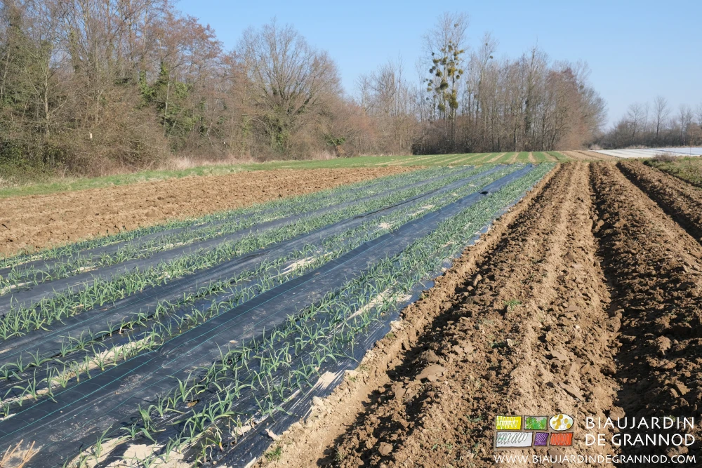 photo au soleil d'hiver des planches d'ail entre planches buttées en cours de reprise