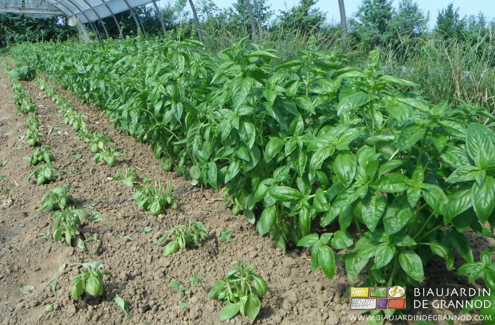 Photo de planche de basilic en cours de récolte