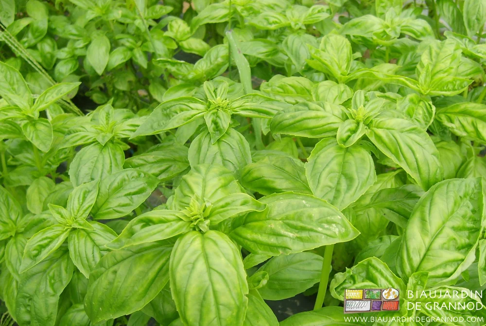 Photo de basilic genovèse