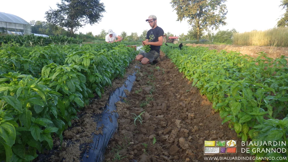 Photo de Matthieu à genoux récoltant des bouquets de basilic en plein champ