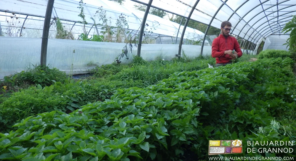 Photo de Matthieu à la récolte de bouquet de basilic sous tunnel le matin