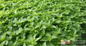 Photo de basilic type marseillais