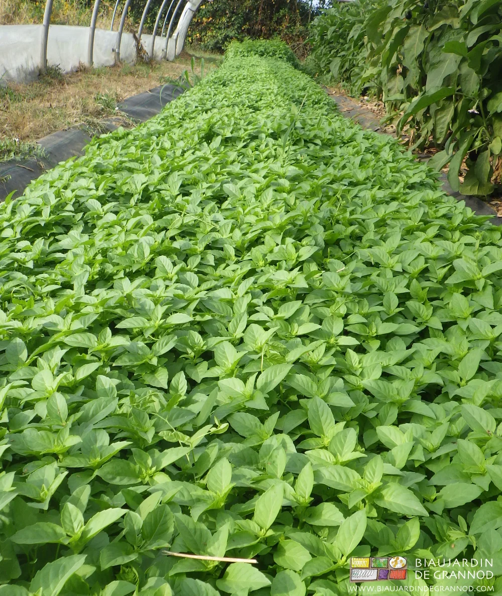 Photo d’une planche de basilic sous tunnel