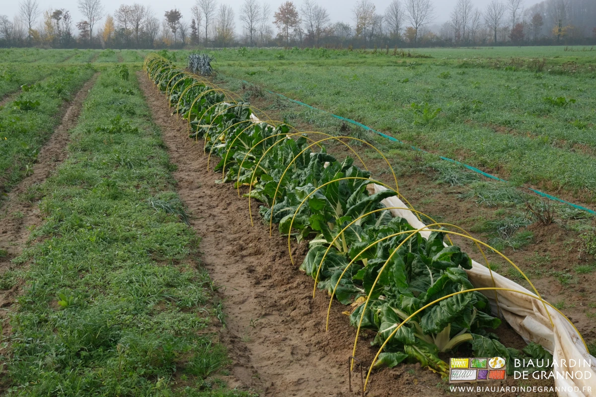 photo d'une planche bette bressane en plein champ par temps froid, gris et humide