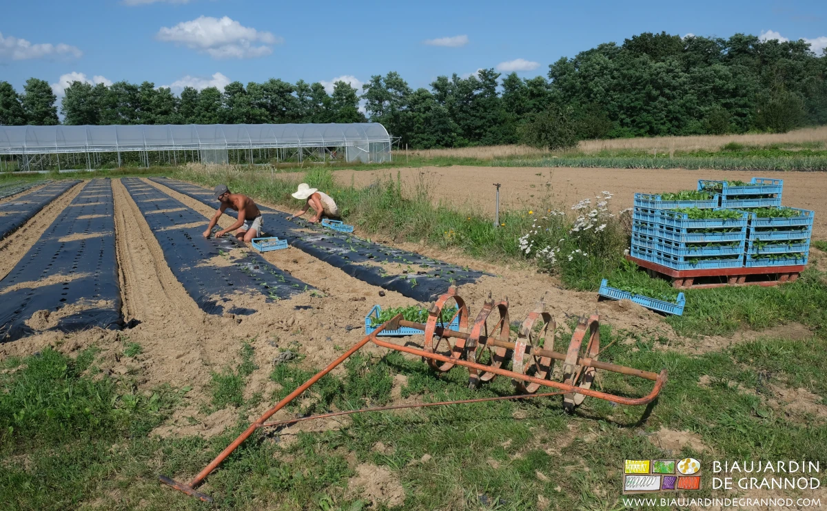 photo de repiquage manuel de bette italienne en plein champ sur planche filmée