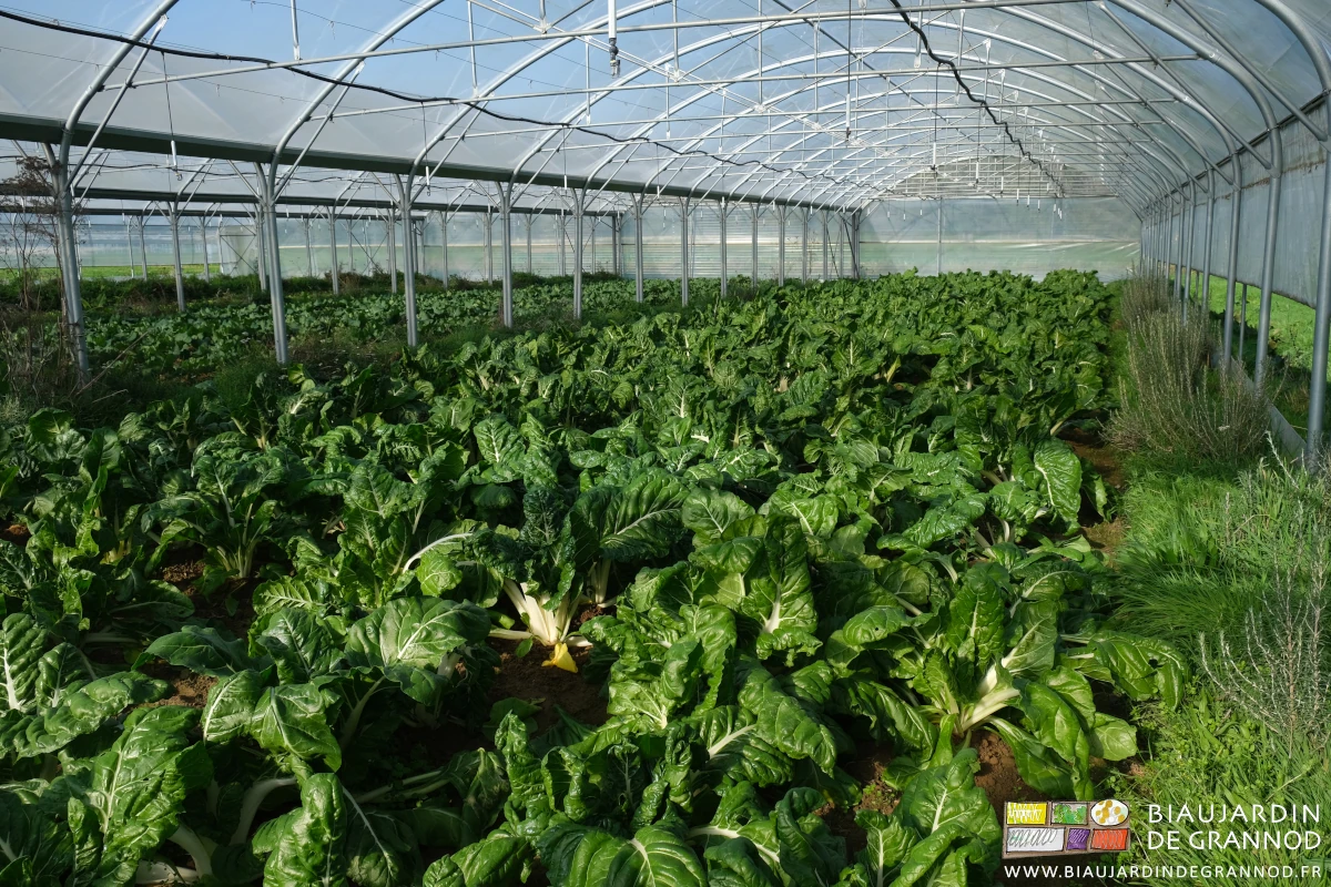photo du tunnel de bette bressane bientôt prêt pour première récolte