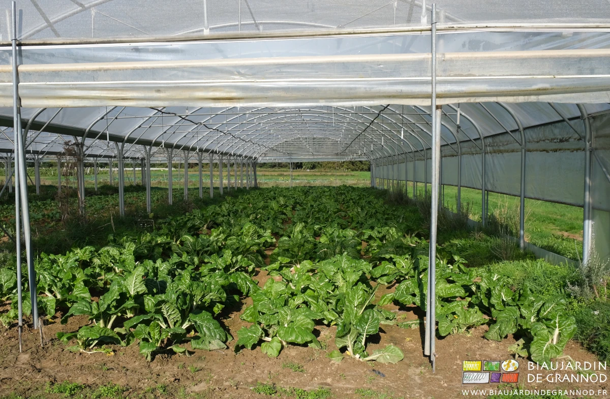 photo des bettes bien développées dans le même tunnel