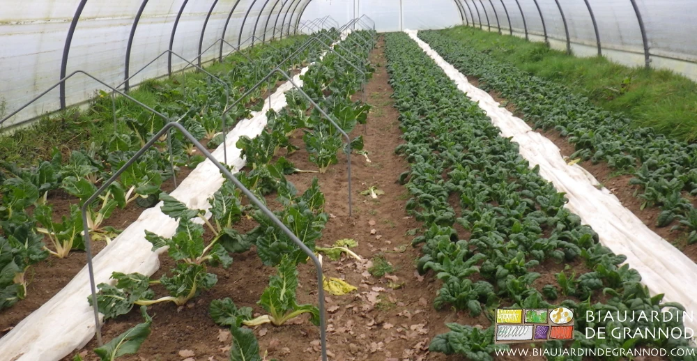 photo de petits arceaux posés et voile déroulés au sol prêts à protéger les planches de bette