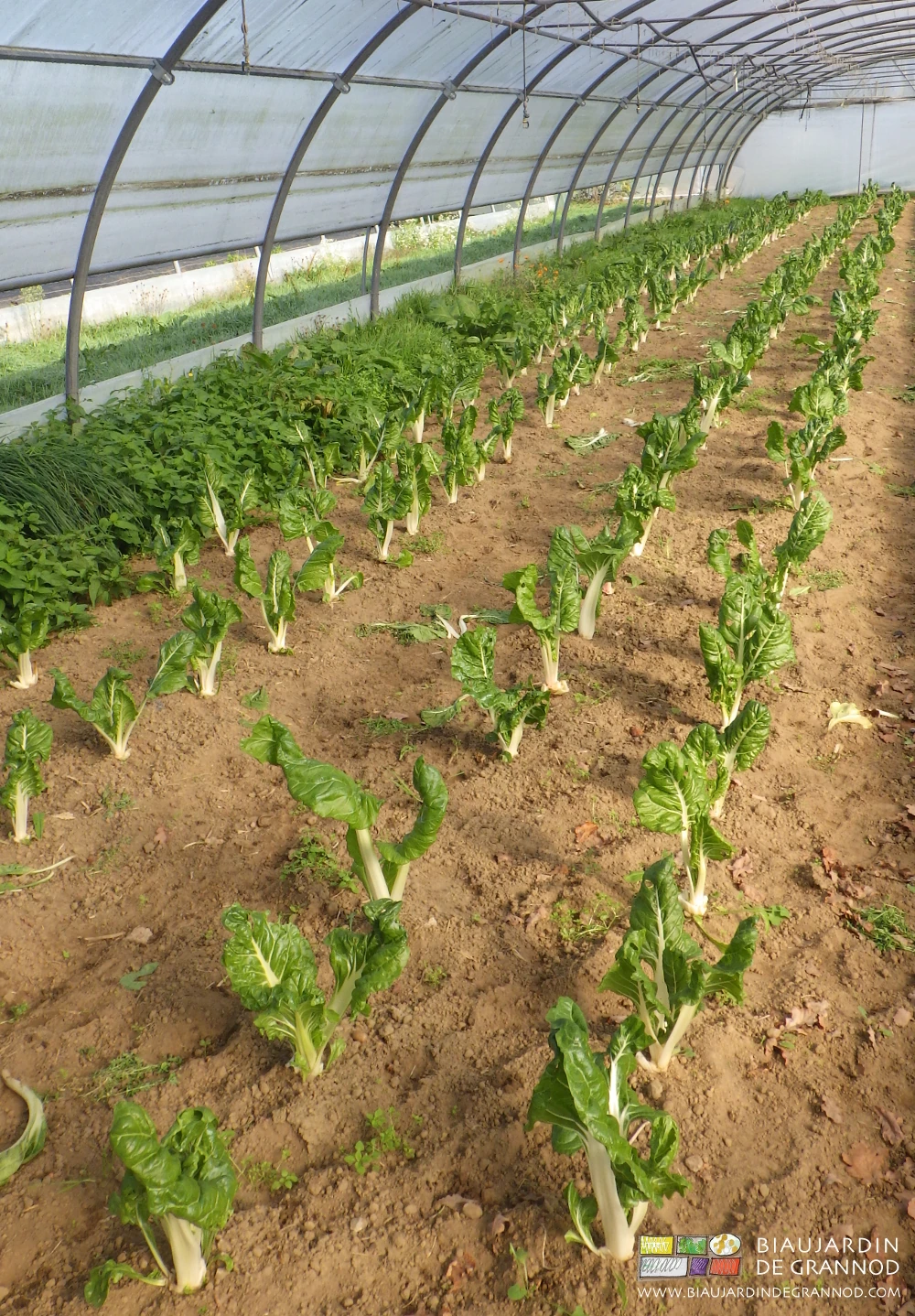 photo ensoleillée de côte de bette au printemps