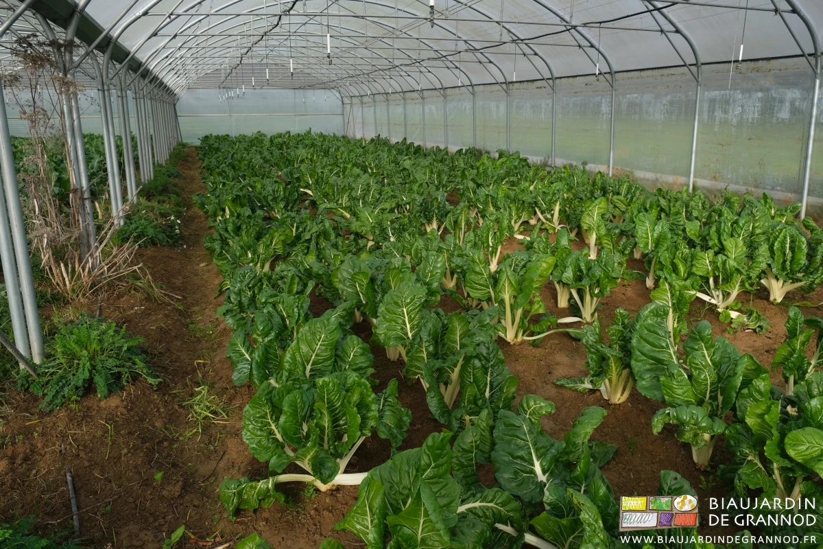 photo du tunnel de bette bressane partiellement récolté en automne
