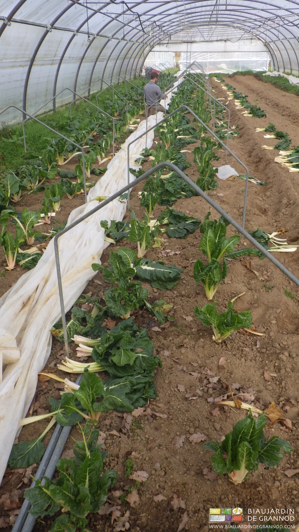 photo de récolte de bette par une triste journée froide et grise