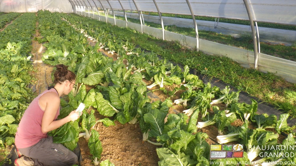 photo de récolte manuelle et bottelage de côte de bette sur planche binée et allée filmée