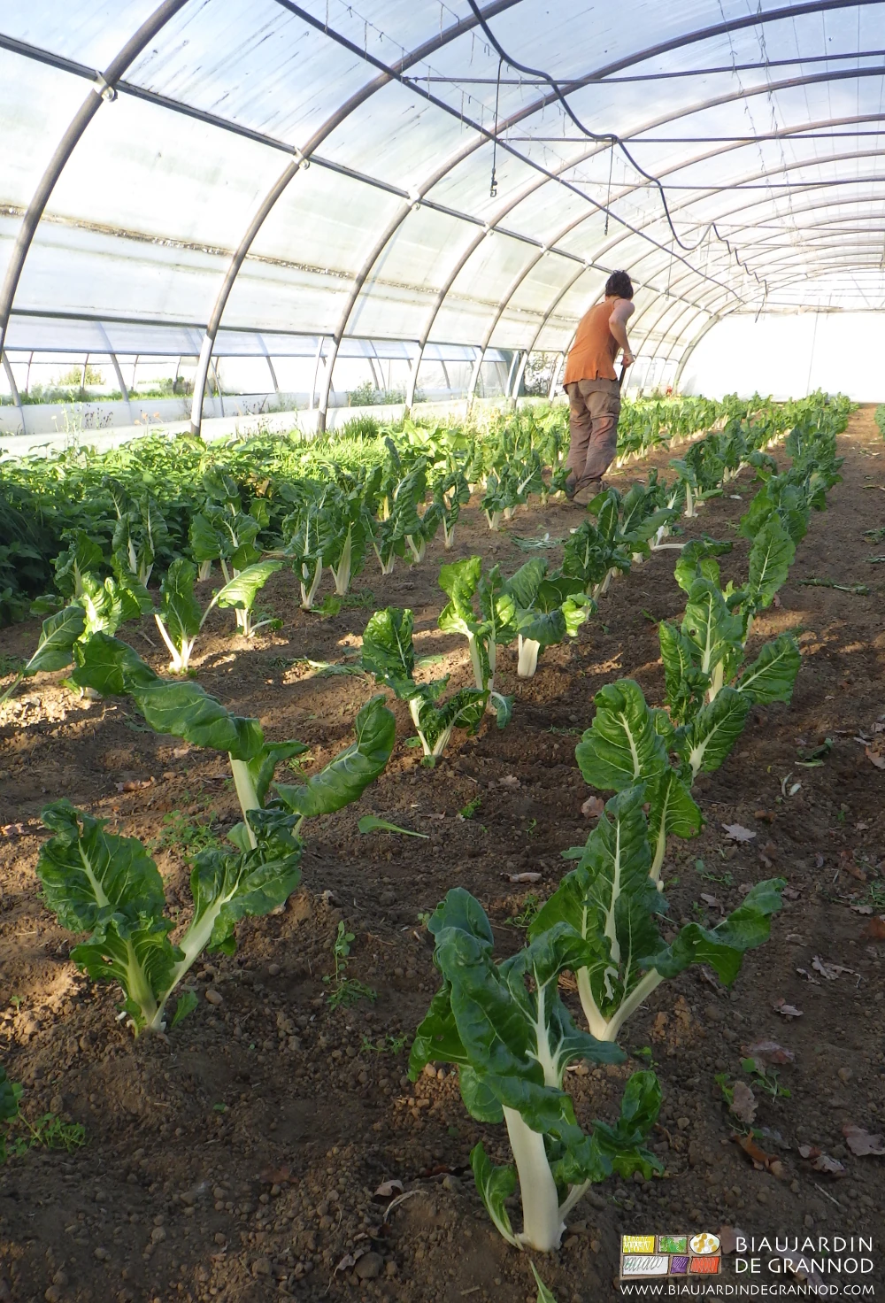 photo printanière de binage manuel de côte de bette avec une rapette à long manche