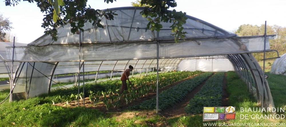 photo ensoleillée de binage du tunnel de côte de bette race bressane près du chêne mascotte du jardin